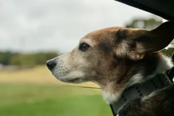 He Made Me a Dog Guy: A Tribute To Finley Kuharsky